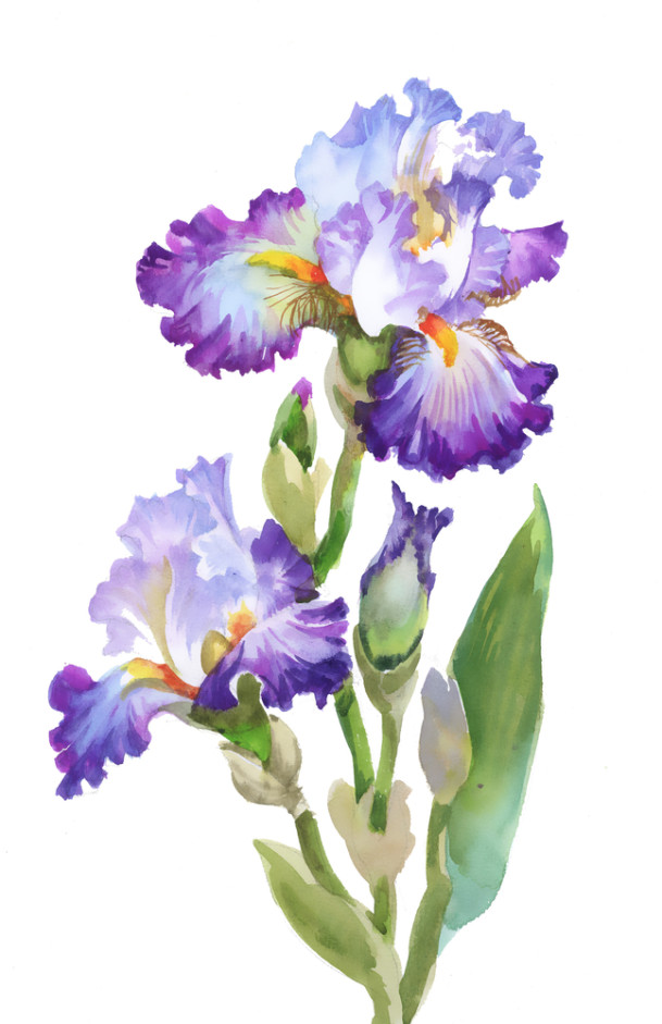 iris